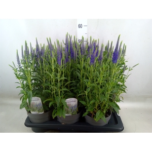 Veronica spicata