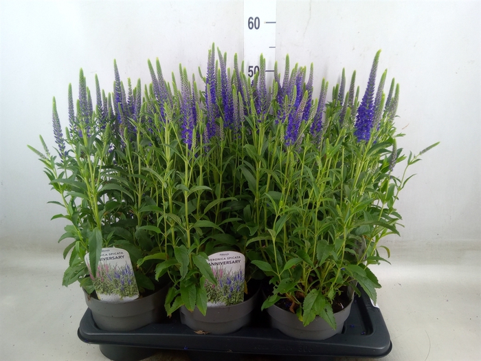 <h4>Veronica spicata 'Anniversary Blue'</h4>