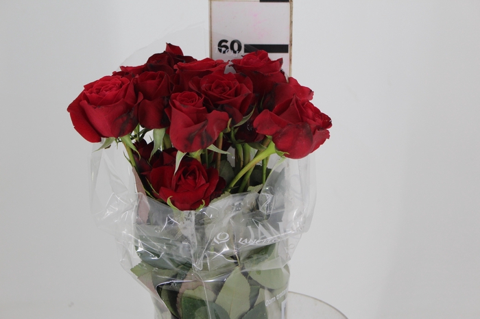 <h4>ROSA FREEDOM 060 CM ESTUFA</h4>