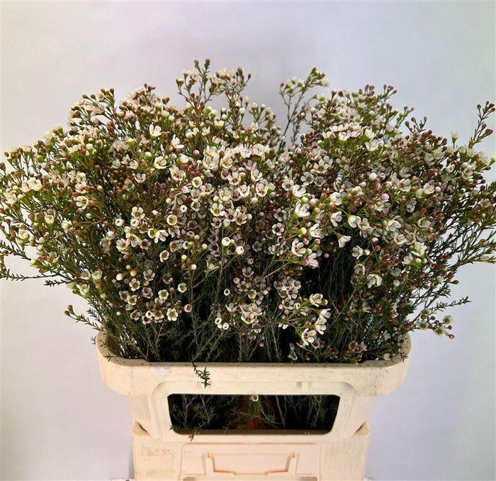 <h4>Chame Blondie</h4>