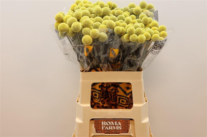 <h4>Craspedia</h4>