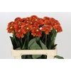 Dahlia Orange Fox