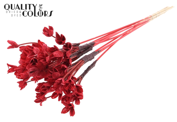 <h4>Bakuli On Stem Bleached Red</h4>