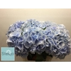 Hydrangea verena blue