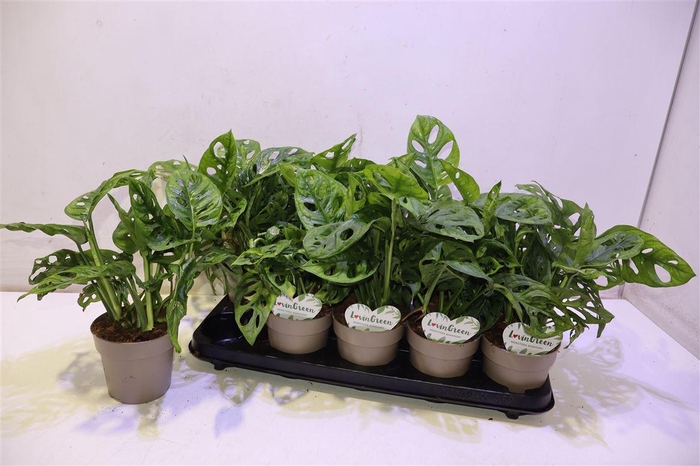 <h4>Monstera Adansonii</h4>