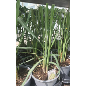 Bio tuinplanten Citroenverbena