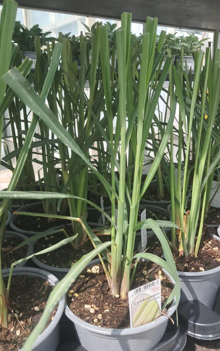 <h4>Bio tuinplanten Citroenverbena</h4>