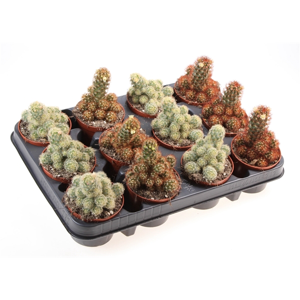 <h4>Cactus elongata mix</h4>