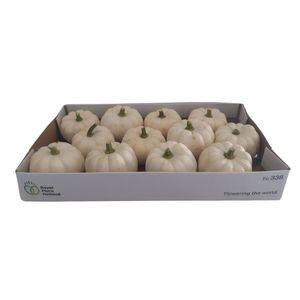 <h4>Cucurbita</h4>