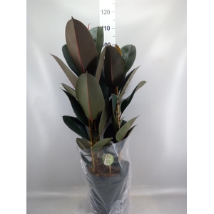 Ficus elastica 'Abidjan'