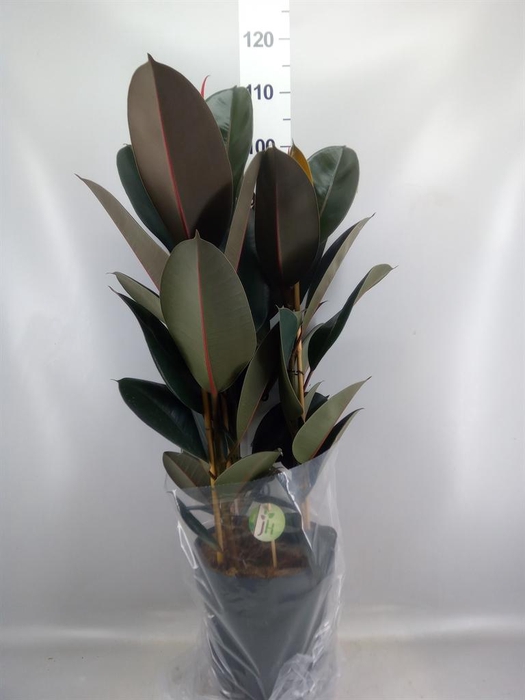 <h4>Ficus elastica 'Abidjan'</h4>