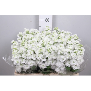 Matth Stox White