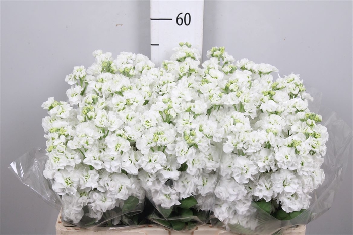 <h4>Matth Stox White</h4>