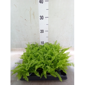 Nephrolepis exal.   ...