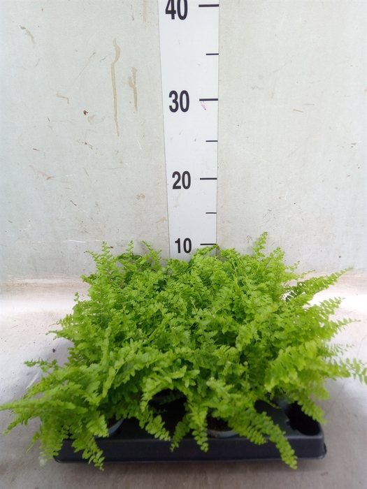 <h4>Nephrolepis exal.   ...</h4>