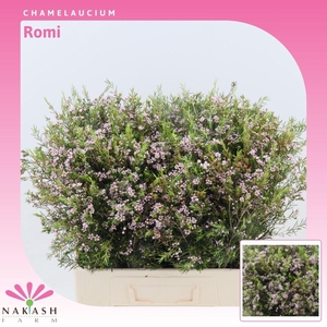 Chamelaucium Romi
