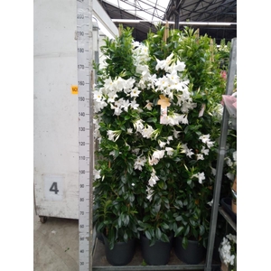 Mandevilla sand. 'SumStar White'