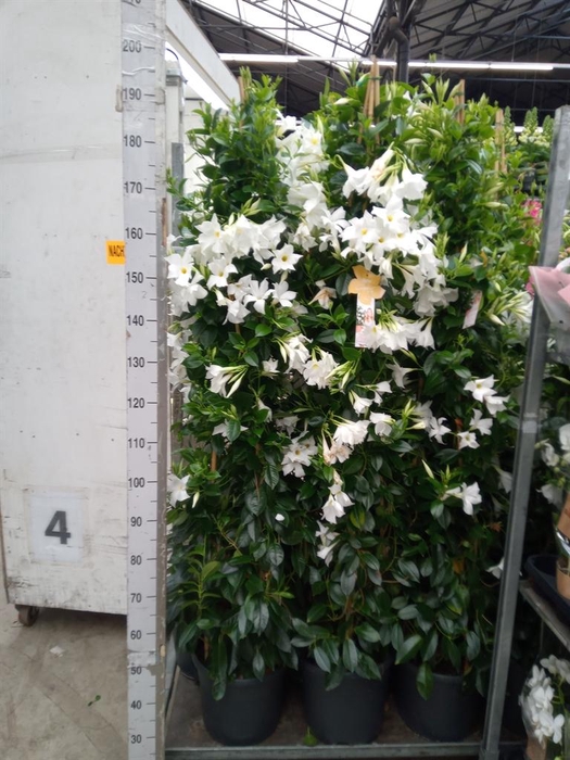 <h4>Mandevilla sand. 'SumStar White'</h4>