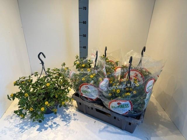 <h4>PERKPL MIXK</h4>