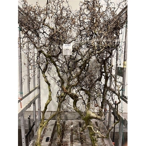 Coryl Av Contorta 5 Jarig 200cm