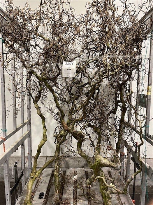 <h4>Coryl Av Contorta 5 Jarig 200cm</h4>