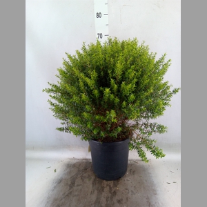 Myrtus communis