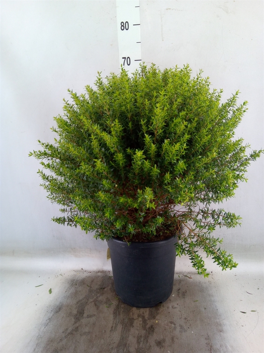 <h4>Myrtus communis</h4>