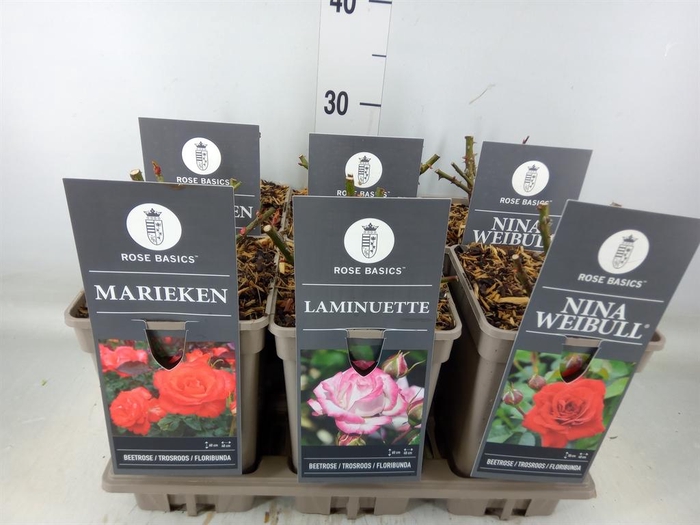 <h4>Rosa FL  ...</h4>