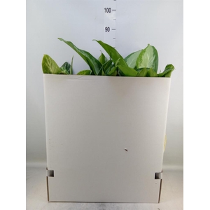Aglaonema   ...mix