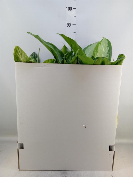<h4>Aglaonema   ...mix</h4>