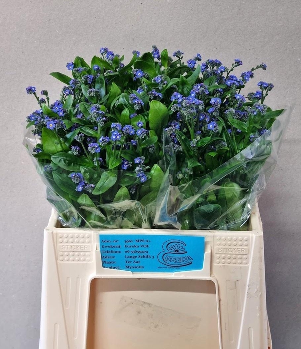 <h4>MYOS AL BLUE MEMORY</h4>