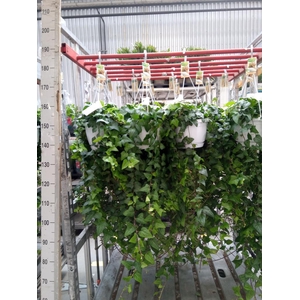 Hedera helix 'Mein Herz'