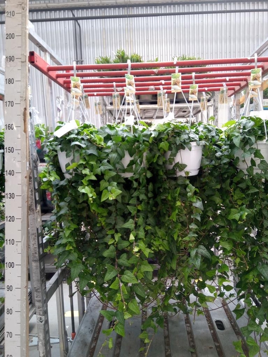 <h4>Hedera helix 'Mein Herz'</h4>