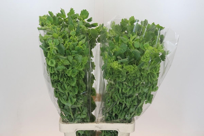 <h4>Moluccella Laevis</h4>