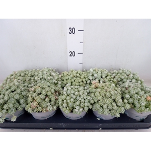 Sedum spathulifolium 'Cape Blanco'