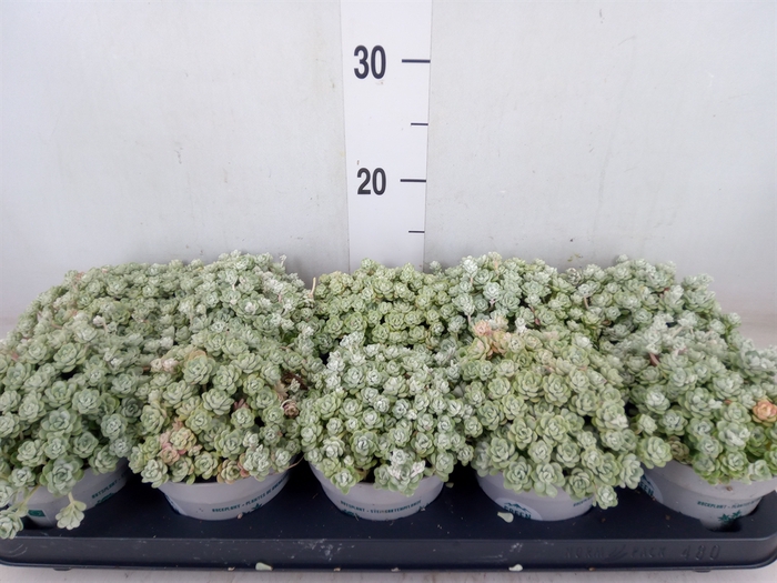 <h4>Sedum spathulifolium 'Cape Blanco'</h4>