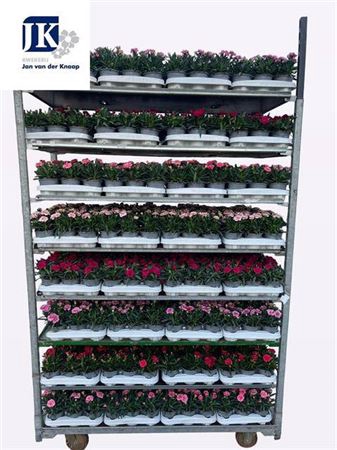 Dian Mixkar 6 Kleur 1 Klr Per Tray