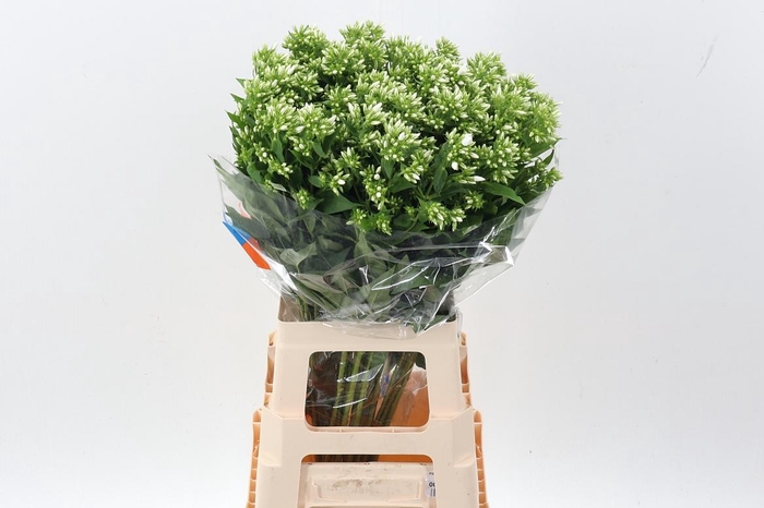 <h4>Phlox P Whitecap</h4>