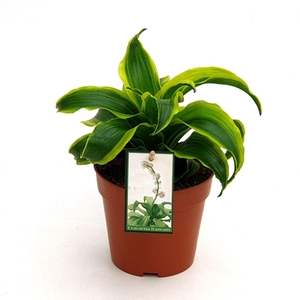 Dracaena frag. Tornado