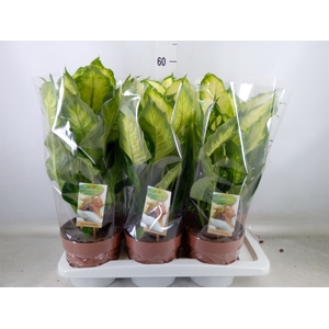 Dieffenbachia  'Camilla'
