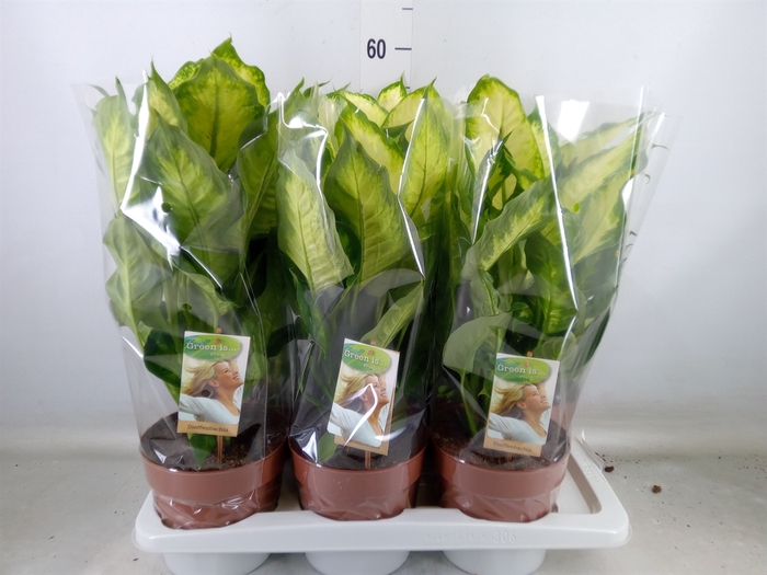 <h4>Dieffenbachia  'Camilla'</h4>