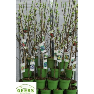 !! PROMO !! FRUITGOED MIXTROLLEY P26 150CM