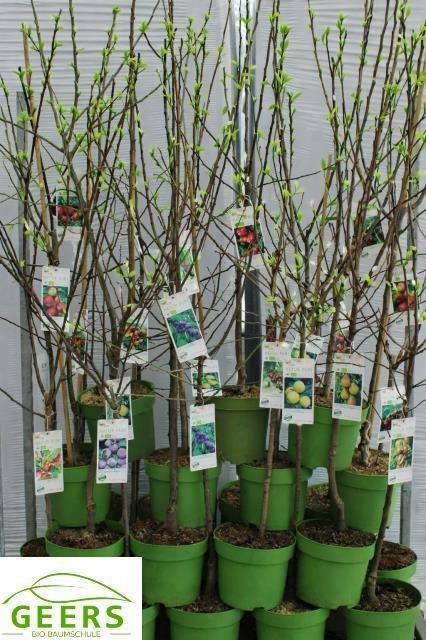 <h4>!! PROMO !! FRUITGOED MIXTROLLEY P26 150CM</h4>