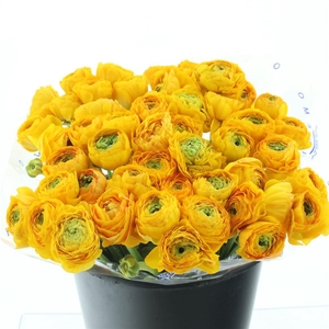 Ran Su Sr Omega Yellow Super