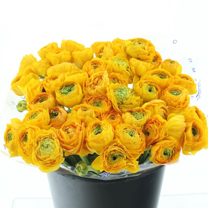 <h4>Ran Su Sr Omega Yellow Extra</h4>