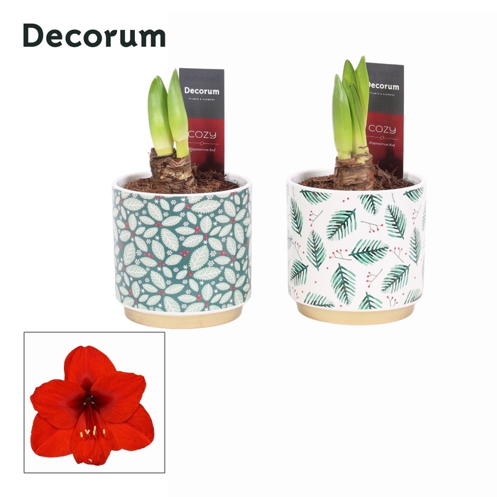 <h4>Amaryllis Rood 2 Knop Saar KERST (Decorum)</h4>