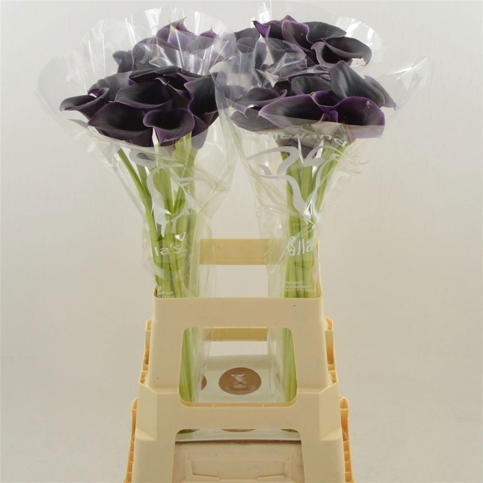 <h4>Zant Cantor</h4>