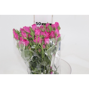 ROSA SPRAY HOT MAJOLIKA 050 CM