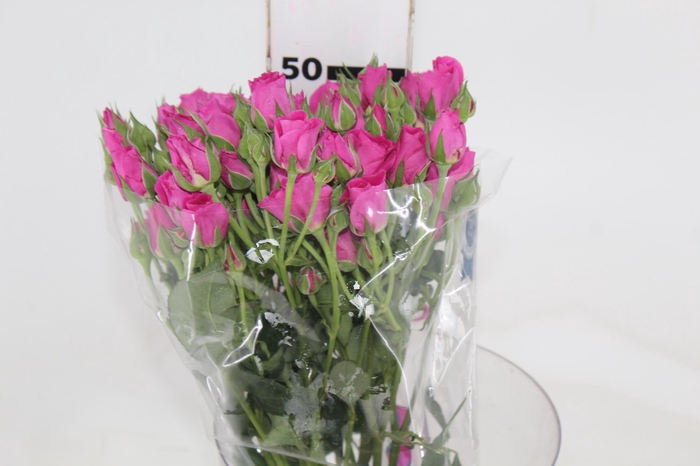 <h4>ROSA SPRAY HOT MAJOLIKA 050 CM</h4>