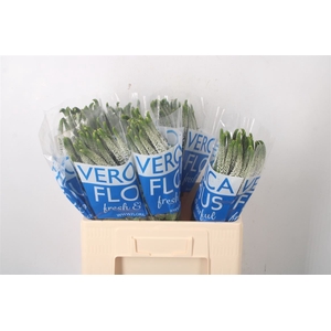 Veronica Smart Caya White